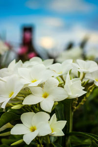 Close-up of white flowering plants against sky