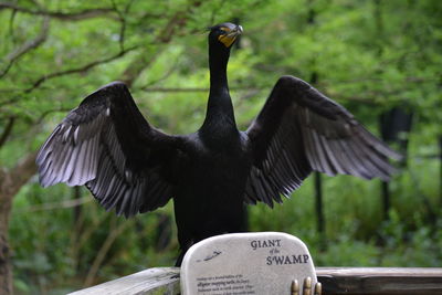 Close-up of bird