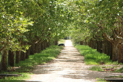 Walkway amidst trees