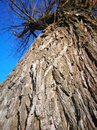 Low angle view of tree trunk against clear sky