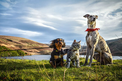 Dogs sitting on a field of a dog