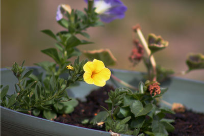 Close-up of yellow flowering plant