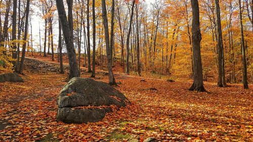 Trees in forest during autumn