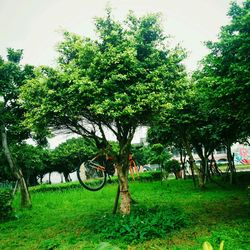 Trees on grassy field