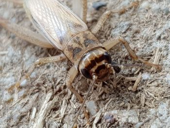 Close-up of insect