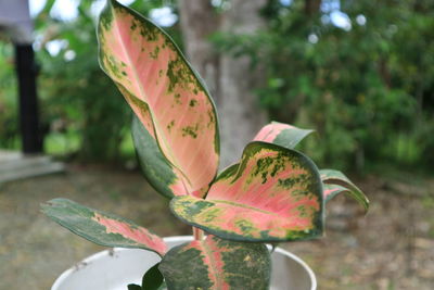 Close-up of green leaves on metal