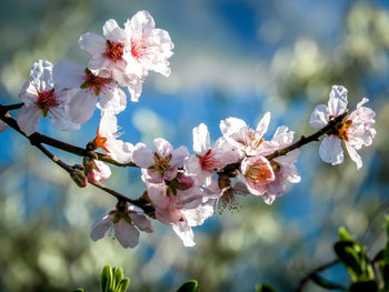 Low angle view of flowers blooming on tree