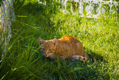 Portrait of a cat lying on grass
