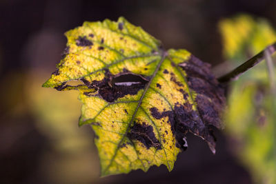 Close-up of dry maple leaf on water