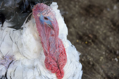 Close-up of bird