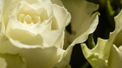 Full frame shot of white flowering plant