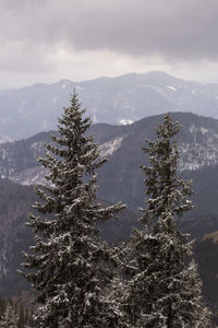 Pine trees against mountain range