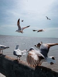 Seagulls flying over sea against sky