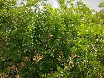 Close-up of fresh green plants and trees in forest