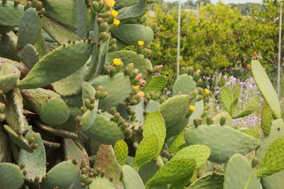 Close-up of prickly pear cactus