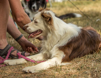 Close-up of dog