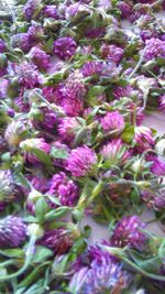 Full frame shot of purple flowers