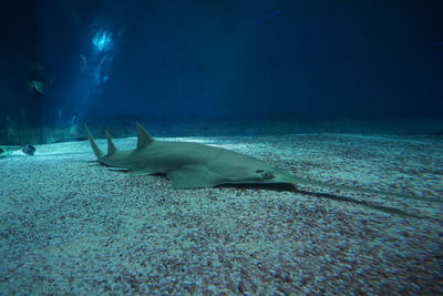 Close-up of fish swimming in sea