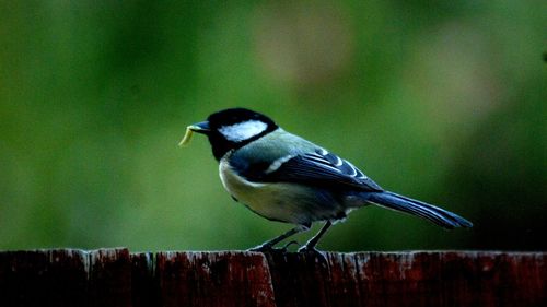 Close-up of bird perching on wood