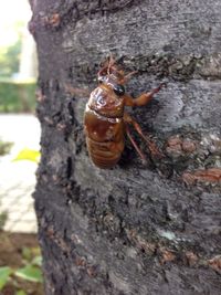 Close-up of insect