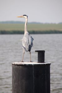 Grey heron. in a harbor while windy weather. 