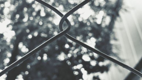 Low angle view of plant