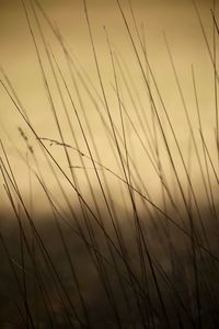 Plants at sunset