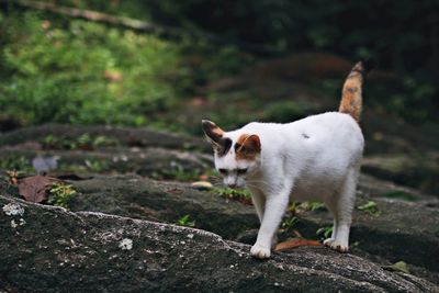 Cat standing on rock