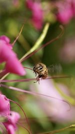 Close-up of insect on flower