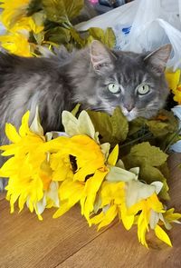 Close-up portrait of cat on yellow flowers