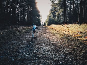 Dog running on dirt road in forest
