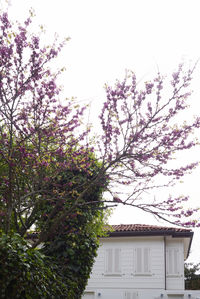 Cherry tree by building against sky