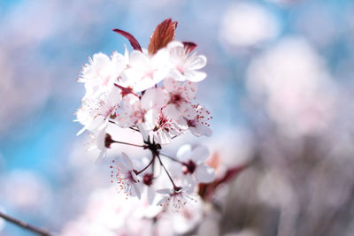 Flowering tree/ spring time