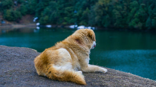 Cat sitting on a lake