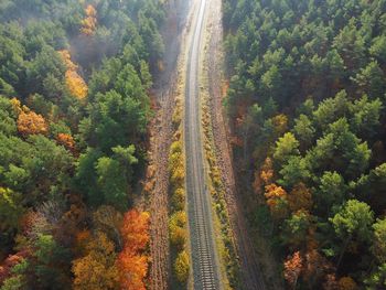 High angle view of trees in forest