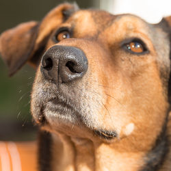 Close-up portrait of dog