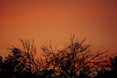 Low angle view of silhouette bare trees against orange sky