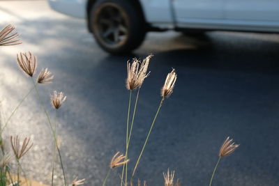Close-up of flowering plant on field