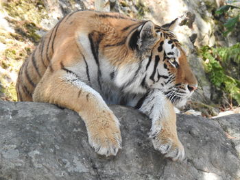 Close-up of a cat on rock