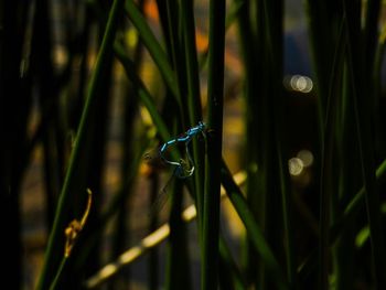 Close-up of plant