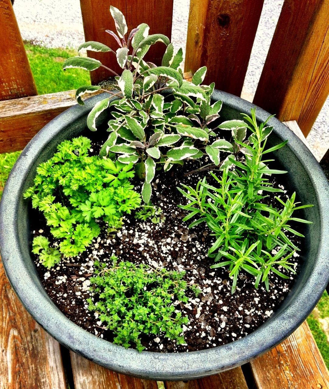 potted plant, plant, growth, leaf, green color, freshness, front or back yard, flower pot, high angle view, nature, pot plant, close-up, growing, no people, day, green, outdoors, table, fragility