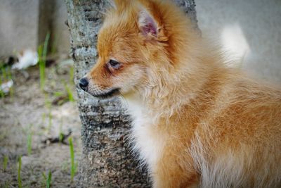 Close-up of a dog looking away