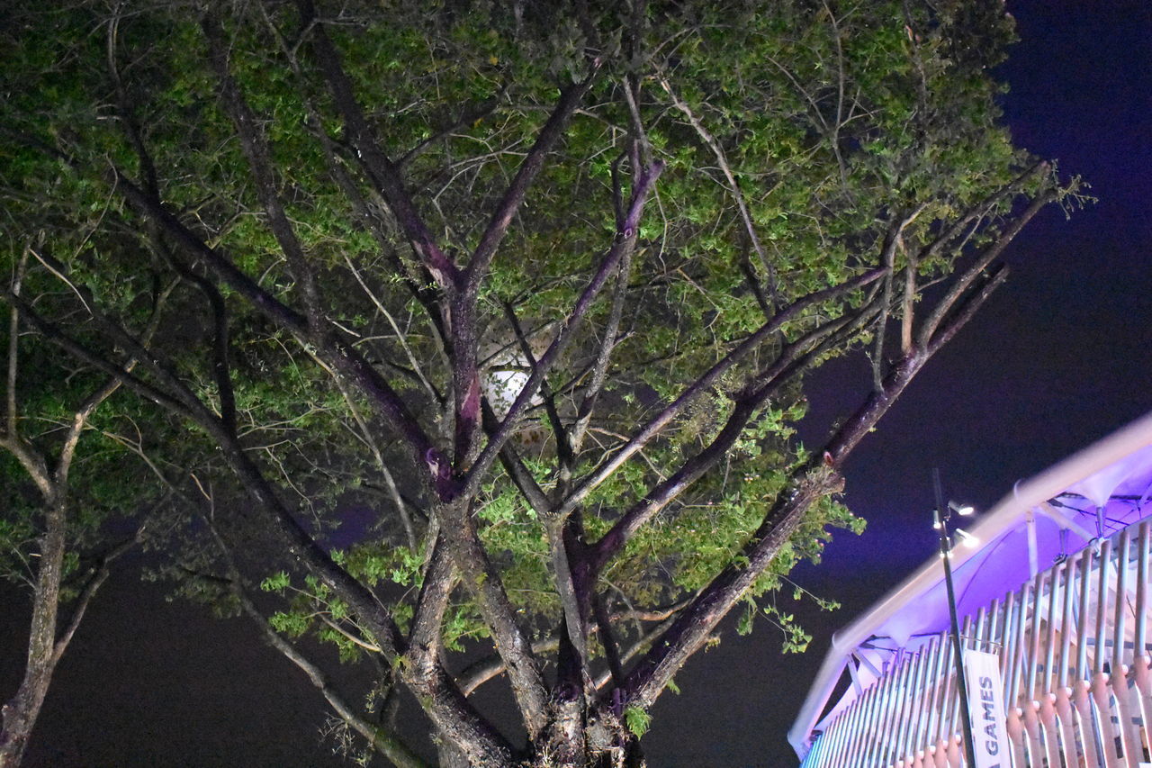 LOW ANGLE VIEW OF TREES AGAINST ILLUMINATED WALL