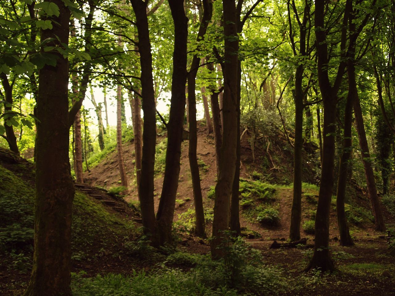 tree, forest, tree trunk, tranquility, woodland, growth, tranquil scene, nature, beauty in nature, green color, scenics, branch, non-urban scene, landscape, lush foliage, day, sunlight, idyllic, outdoors, no people