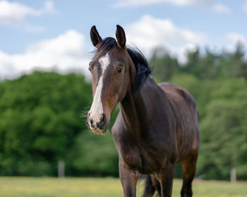 Close-up of a horse on field