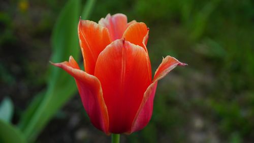 Close-up of red flower