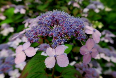 Close-up of purple flowers