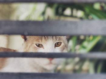 Close-up portrait of a cat