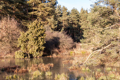 Trees by lake in forest against sky