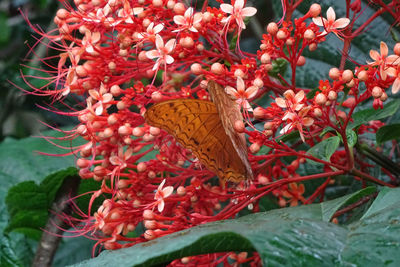 Close-up of butterfly pollinating on red flower